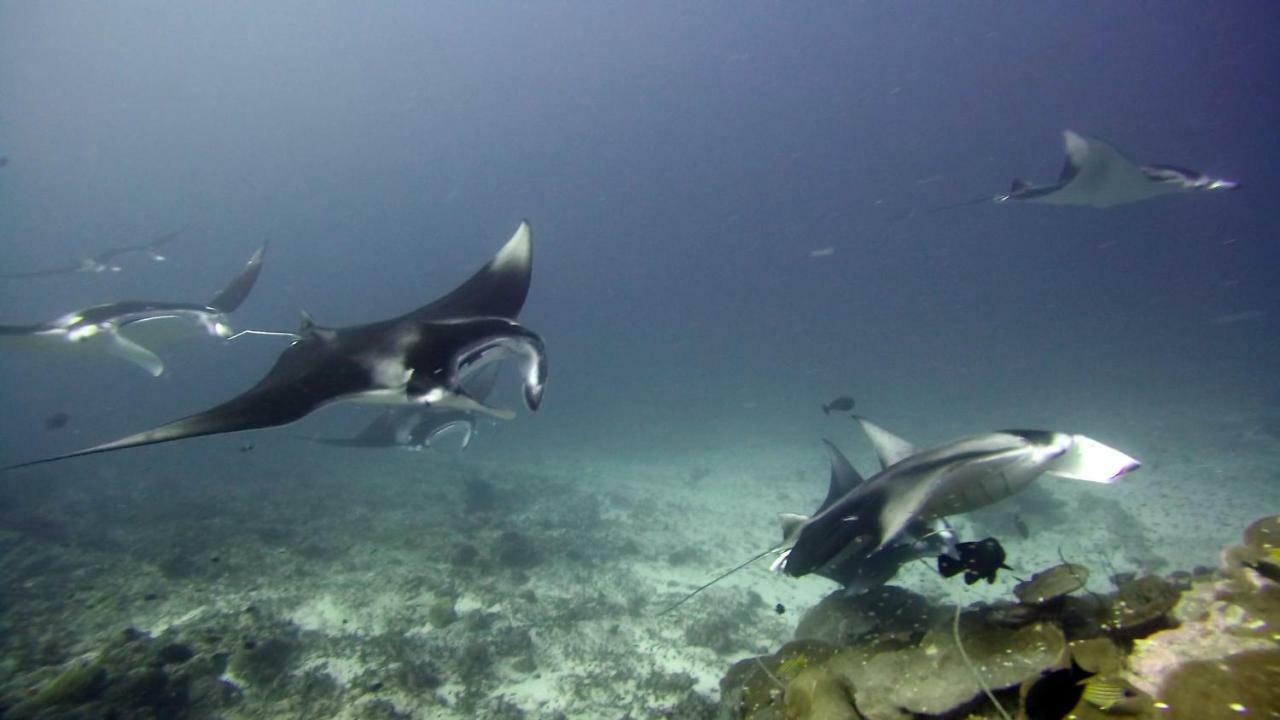 Equatorial Divers Lodge Addu Atol Buitenkant foto